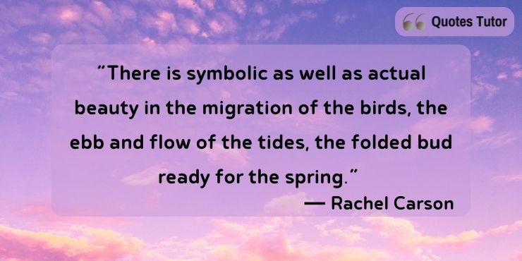 Rachel Carson Quotes About Birds