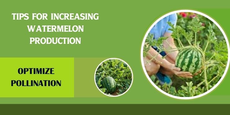 watermelons per plant