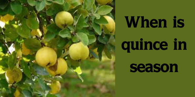 quince in season