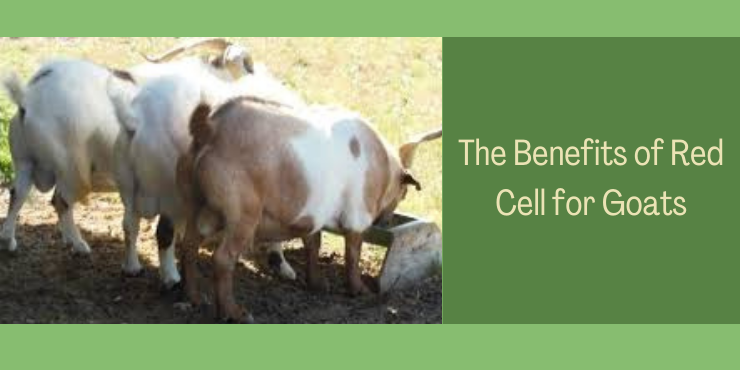 Red cell for goats dosage