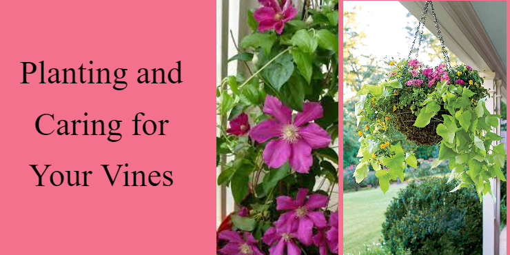  Vines for chain link fence