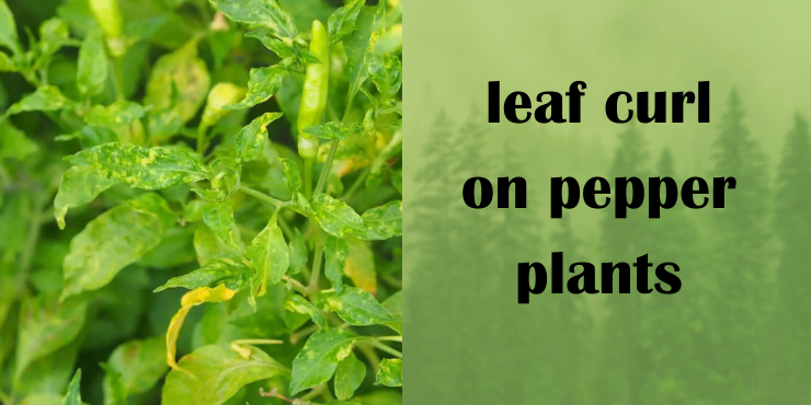 leaf curl on pepper plants