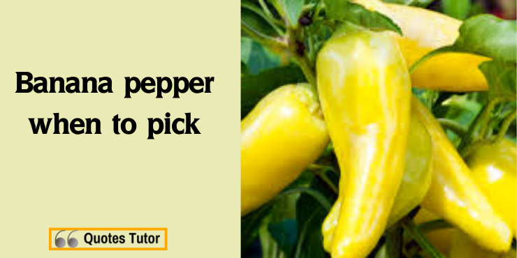 Banana peppers