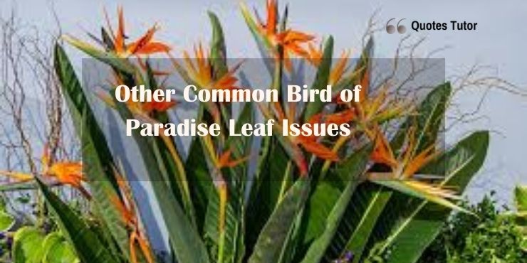 Bird of paradise leaves curling