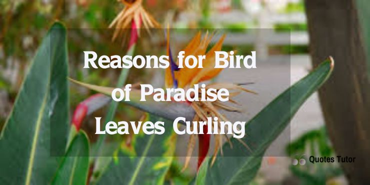 Bird of paradise leaves curling