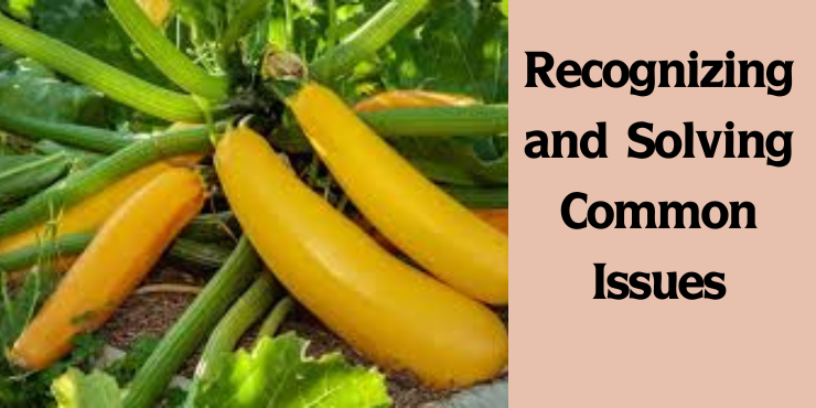 Growing Squash in a pot