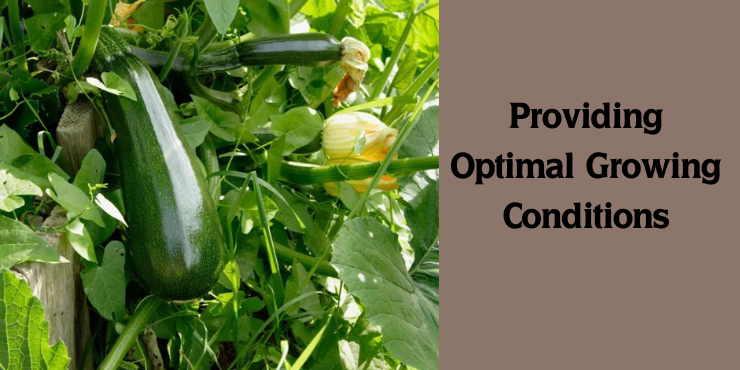 Growing Squash in a pot