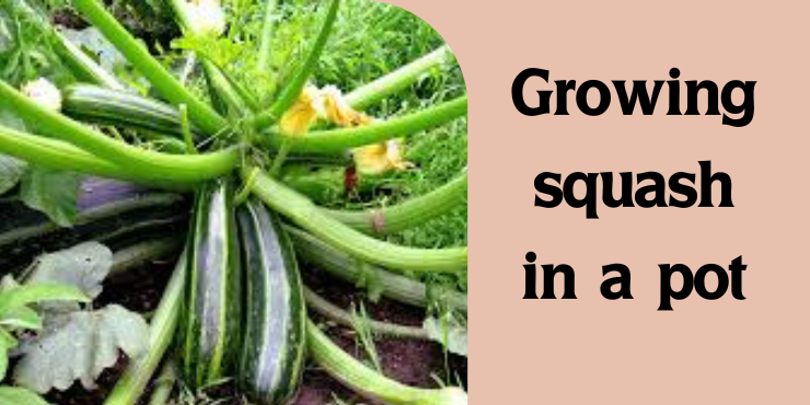 Growing squash in a pot