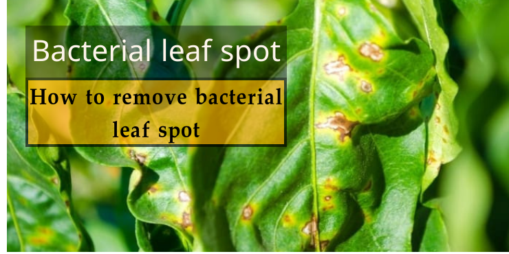 Leaves turning yellow on pepper plants