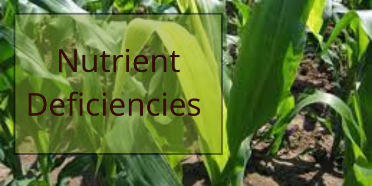 Yellow leaves on corn plant