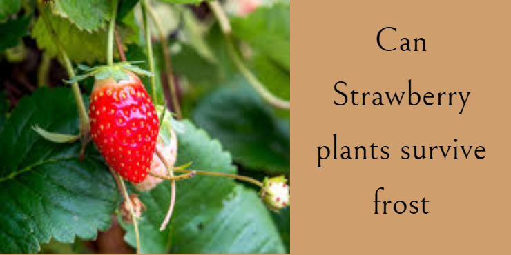 can strawberry plants survive frost