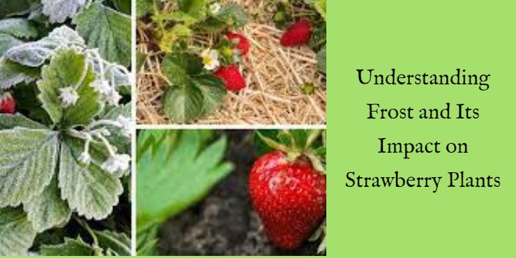 can strawberry plants survive frost