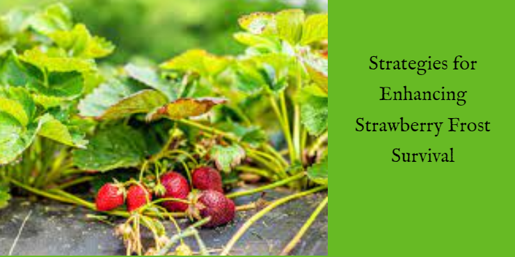 can strawberry plants survive frost