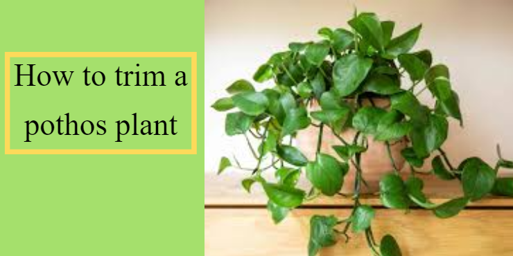 how to trim a pothos plant