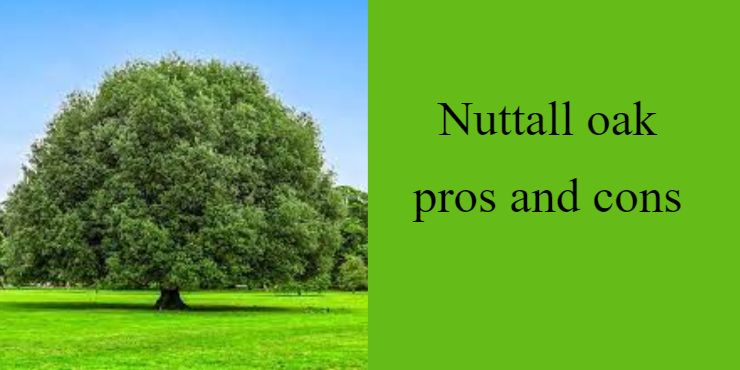 Nuttall Oak Pros and Cons