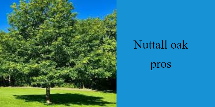 Nuttall Oak pros